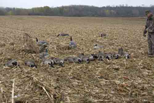Canadian goose hunting